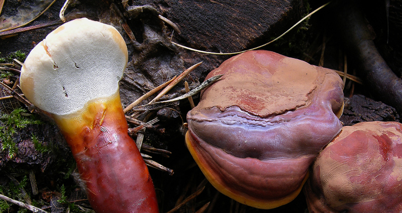 Ganoderma lucidum in crescita...